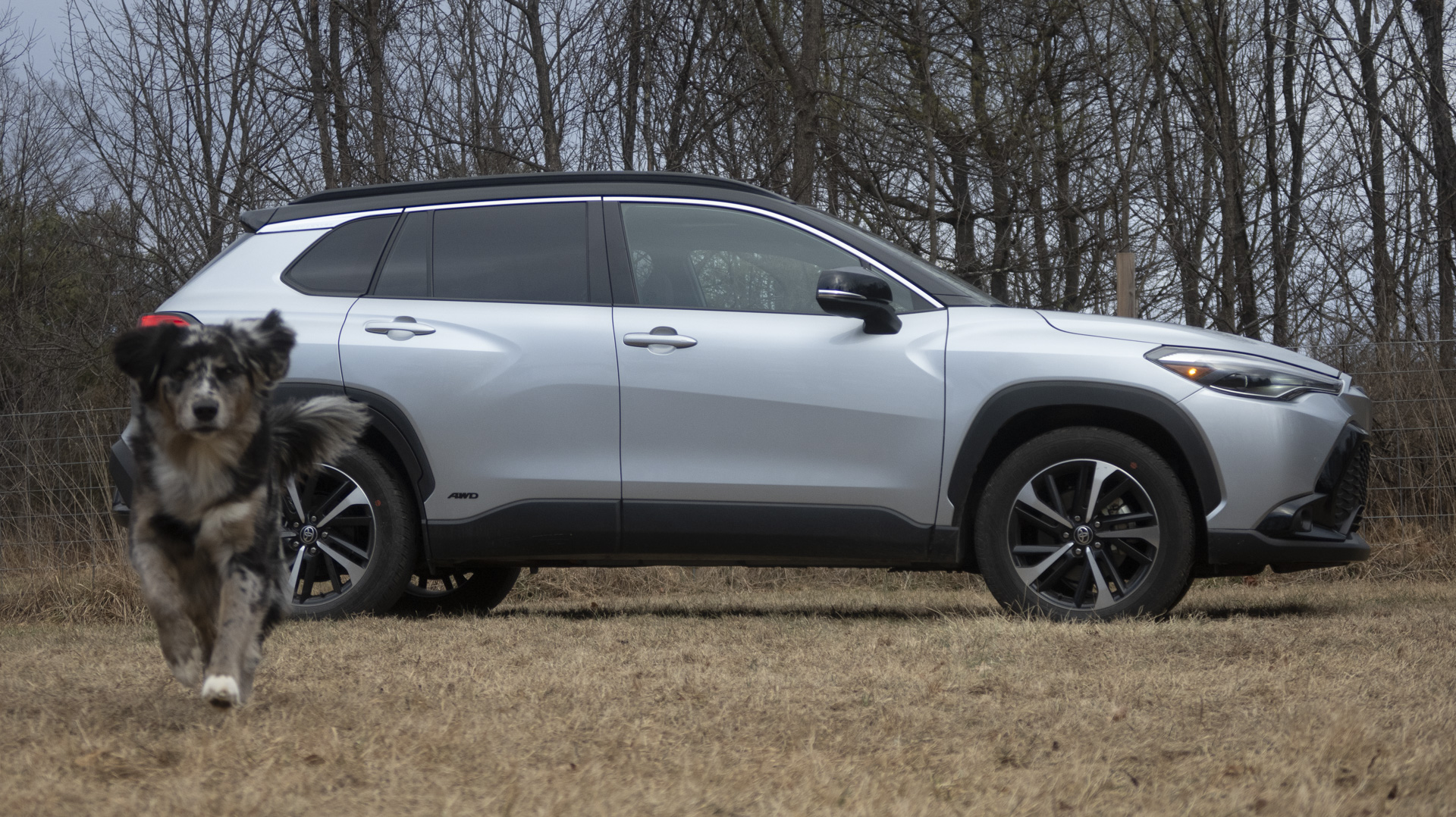 2025 Toyota Corolla Cross Review | Dog-Friendly Compact SUV