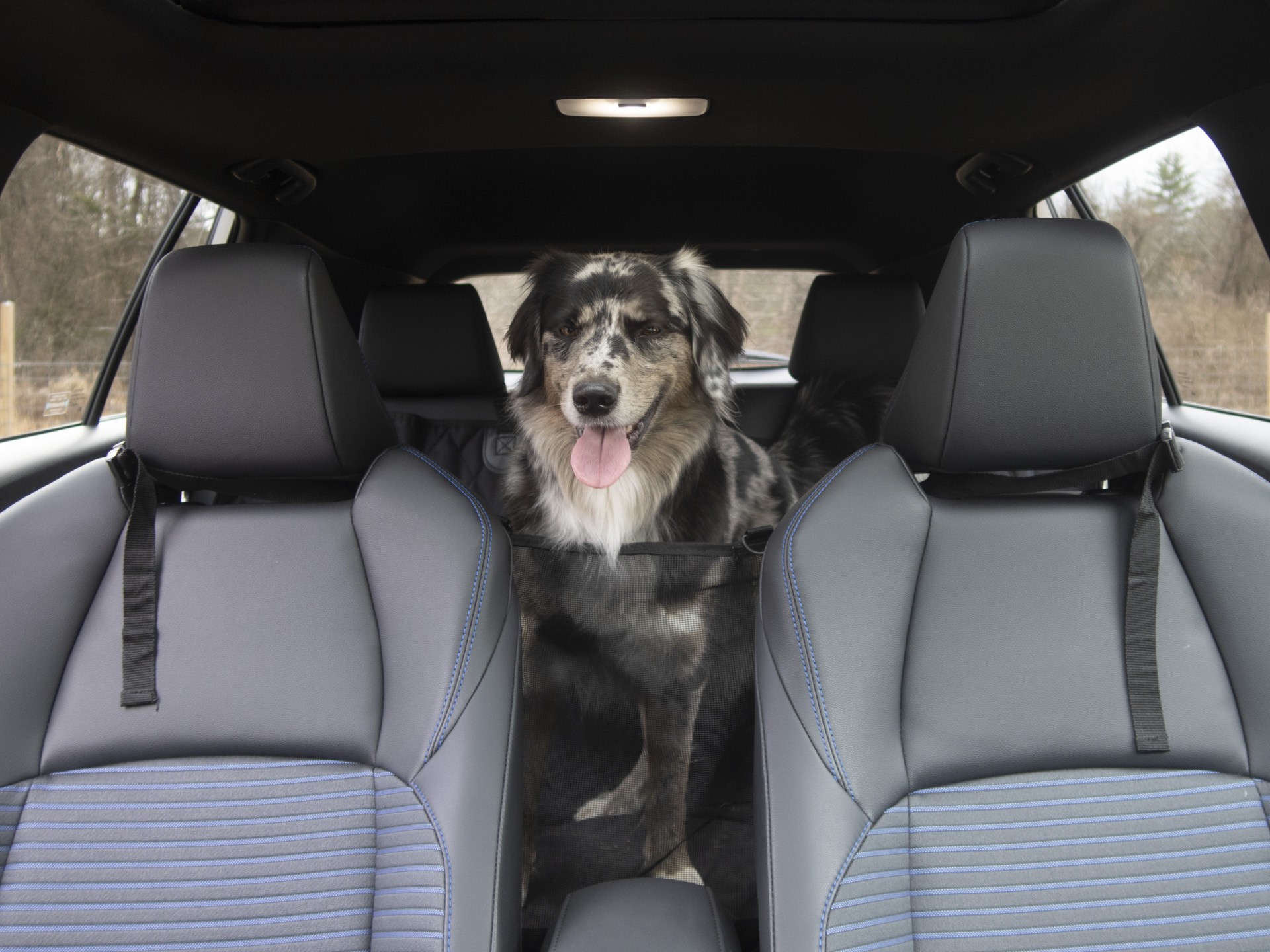A dog comfortably seated in the backseat of the 2025 Toyota Corolla Cross, showcasing pet-friendly features.