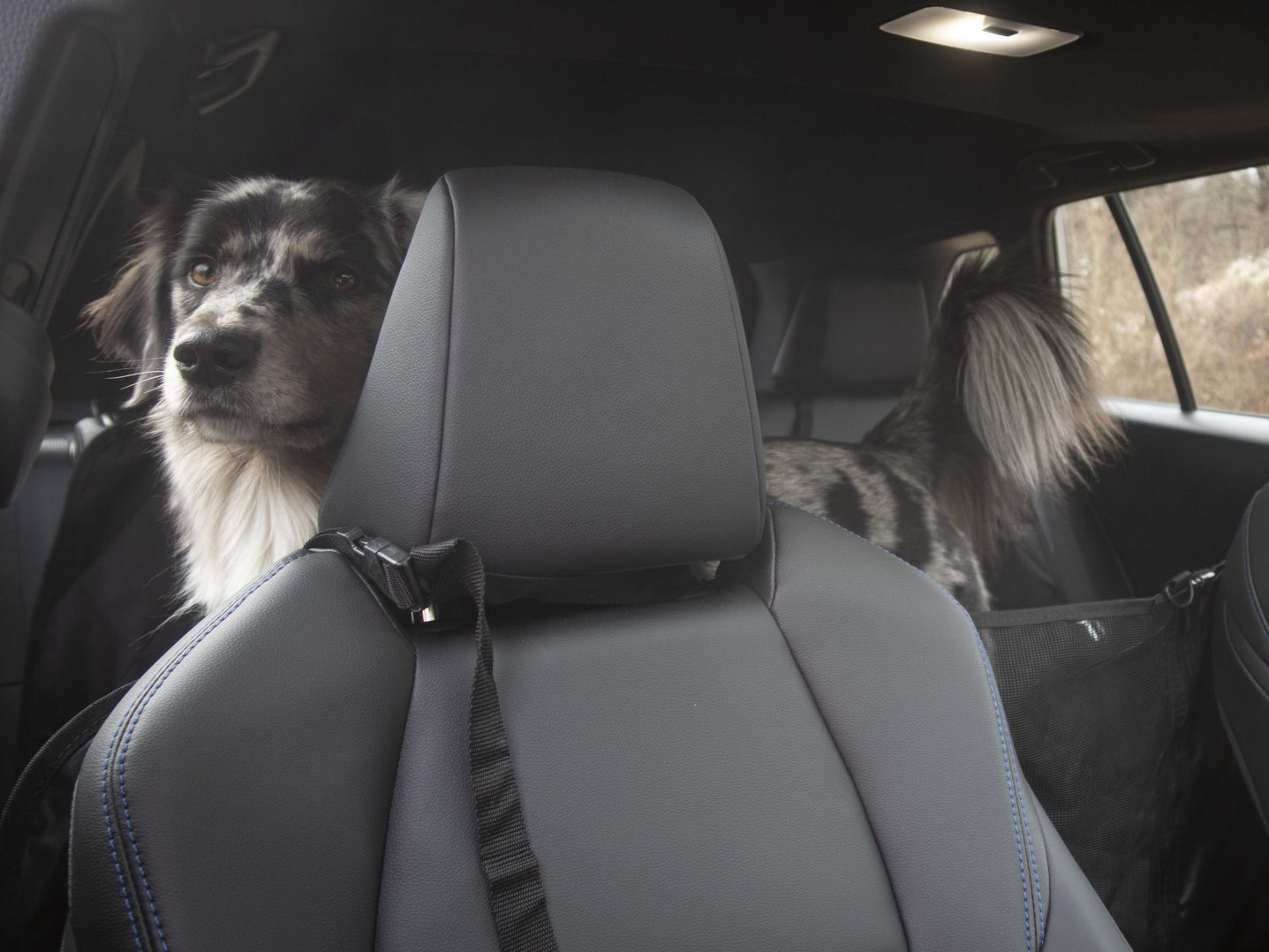 Durable seat cover installed in the Toyota Corolla Cross, protecting against pet wear and tear.